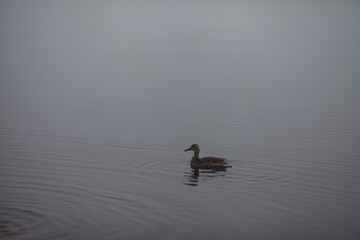 ducks on the river in the fog