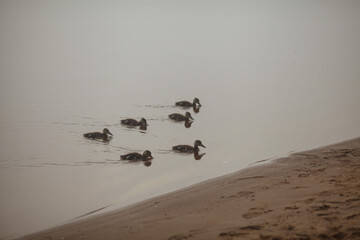 ducks on the river in the fog