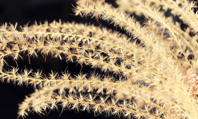 A bouquet of dried flowers of a sunny shade on a dark background close-up selective focus.