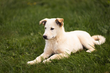 young dog puppy in green grass