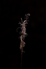 Elegant whirl of dried grasses on black background 