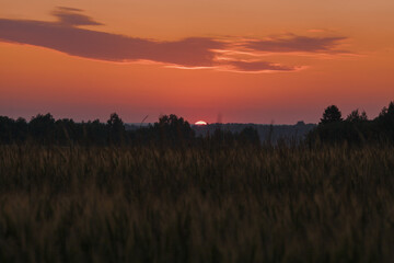 Fototapeta na wymiar summer dawn in a wheat field