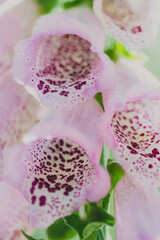 Selective focus shot of beautiful foxglove flowers © Fotografiecor Nl/Wirestock