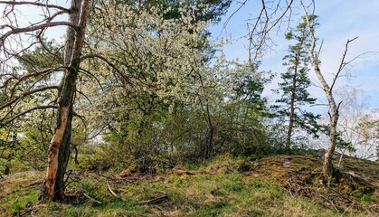 tree in the forest