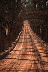 Obraz premium late autumn gravel road sunny day warm tones tree alley 