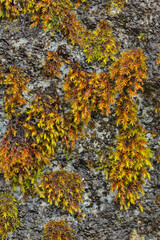 Background of orange, golden, and green moss is a botanical reflection of autumn