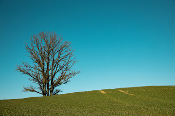 Obraz premium lonely tree in ealry spring green grass field and blue sky without any clouds in a sunny day