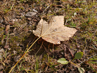 Blatt mit Tau auf dem Boden