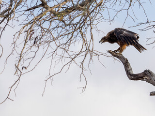 Tawny eagle