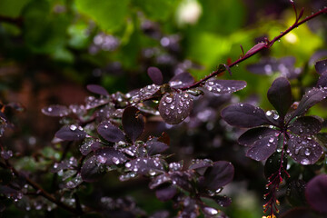 Flowering branch of barberry with raindrops macro nature photo
