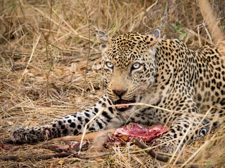 Leopard with kill