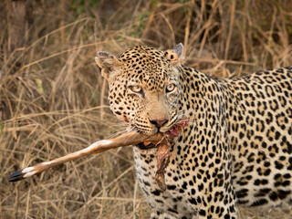 Leopard with impala leg