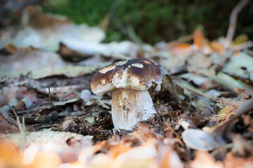 Boletus edulis (king bolete) growing in the woods