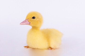 duckling