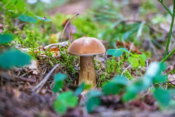 Tylopilus felleus (bitter bolete) growinfgin the woods