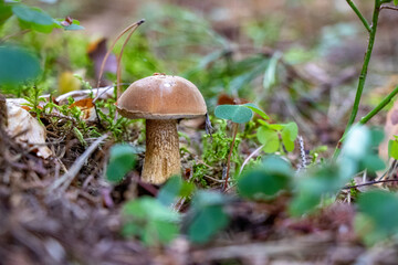 Tylopilus felleus (bitter bolete) growinfgin the woods