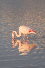 Pink Flamingo drinking