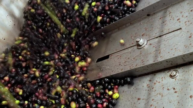 Olive mill defoliation washer machine,olives industry,italian extra virgin oil