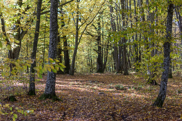 Obraz premium Path in autumn forest