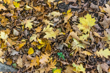 Path in autumn forest
