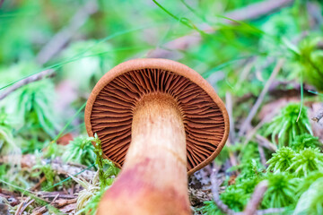 Cortinarius rubellus (deadly webcap) mushroom growing in the woods