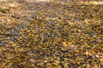 Path in autumn forest