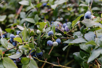 Ripe blueberries growing on a blueberry bush