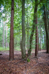 Trees in the forest