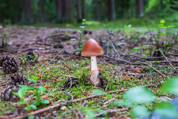 Amanita fulva (tawny grisette) mushroom growing in the woods