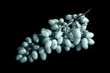 fresh wet bunch of grapes on the black surface as background toned to tidewater green main trend color. Vegetarian sweet and delicious food.