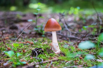 Amanita fulva (tawny grisette) mushroom growing in the woods