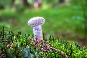 Cortinarius traganus (gassy webcap) growing in moss