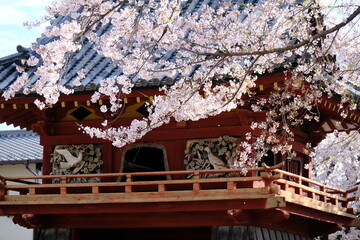 川越　喜多院の鐘楼門と満開の桜　桜まつり提灯なし