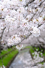 川越　新河岸川の満開のさくら　アップで撮影