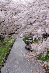 川越　新河岸川の満開の桜が舞う　桜吹雪
