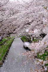川越　新河岸川の満開の桜が舞う　桜吹雪