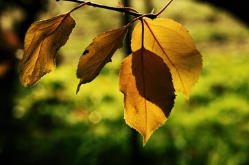 サクランボの紅葉