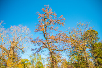 Obraz na płótnie Canvas Colorful Fall tree line and blue sky in the Fall