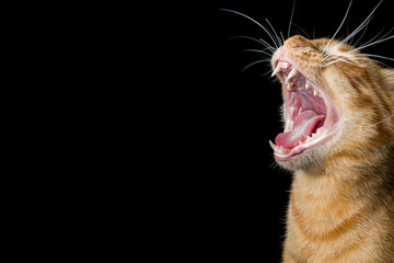 Obraz premium Ginger cat yawning on black background. Copy space