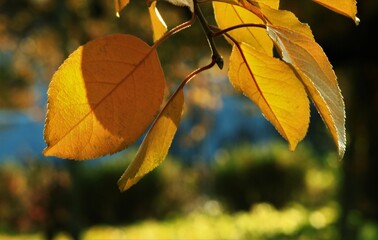 サクランボの紅葉