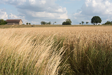 Fototapeta premium Landscape, Luxembourg