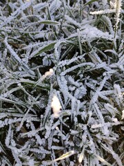 Frosty grass