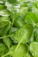 Young Spinach Leaves Texture