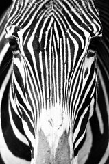 Portrait of a zebra close up
