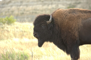 American bison, bison bull portrait © Gregory Borgstahl