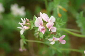 Serradella (Ornithopus sativus)