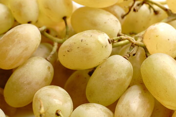 Soft green-yellow grapes. Branch. Close.