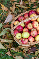Basket full of apples with fallen leaves. Autumn scene with apple basket on grass.