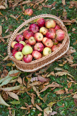 Basket full of apples with fallen leaves. Autumn scene with apple basket on grass.