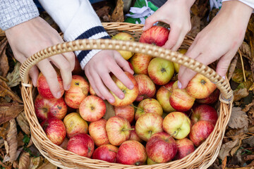 Hands grabbing apples from a basket. Autumn scene with apple basket on grass and fallen leaves.